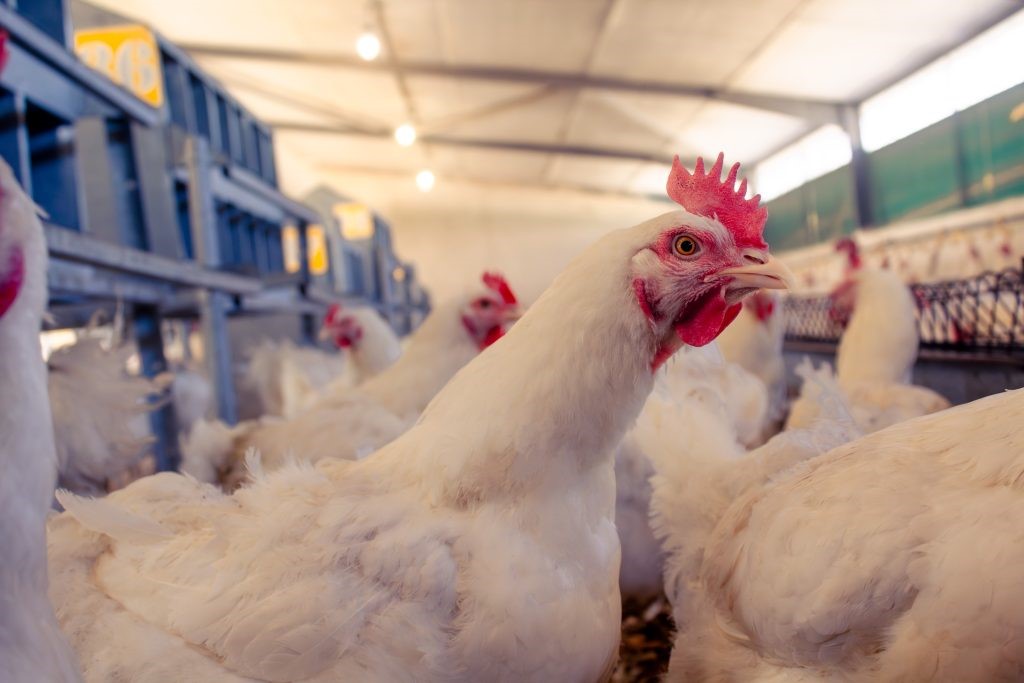 Bulk Commander Pack — 10 farm-fresh broiler birds for events and bulk buyers in Kenya